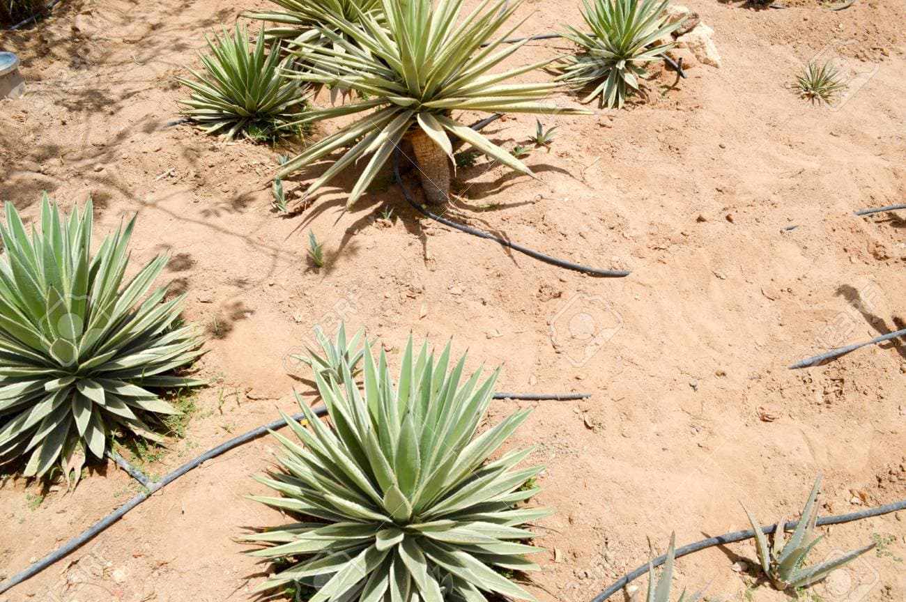 Plantation d'Aloe Vera Forever Living